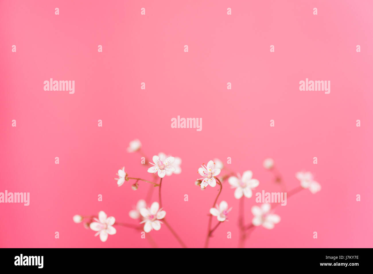 Minuscoli Fiori su fondo rosa Foto Stock