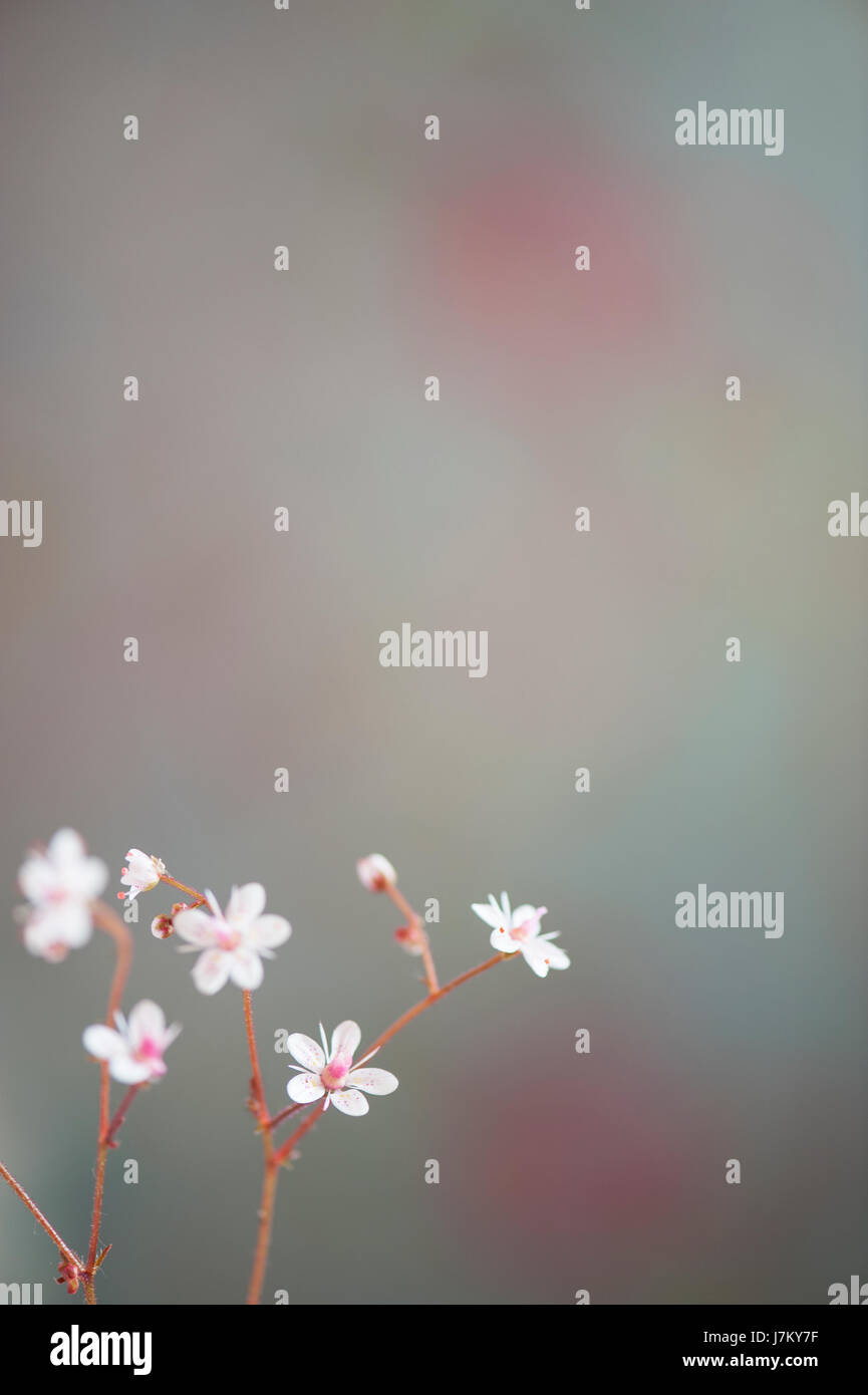 Piccoli fiori su uno sfondo a chiazze Foto Stock