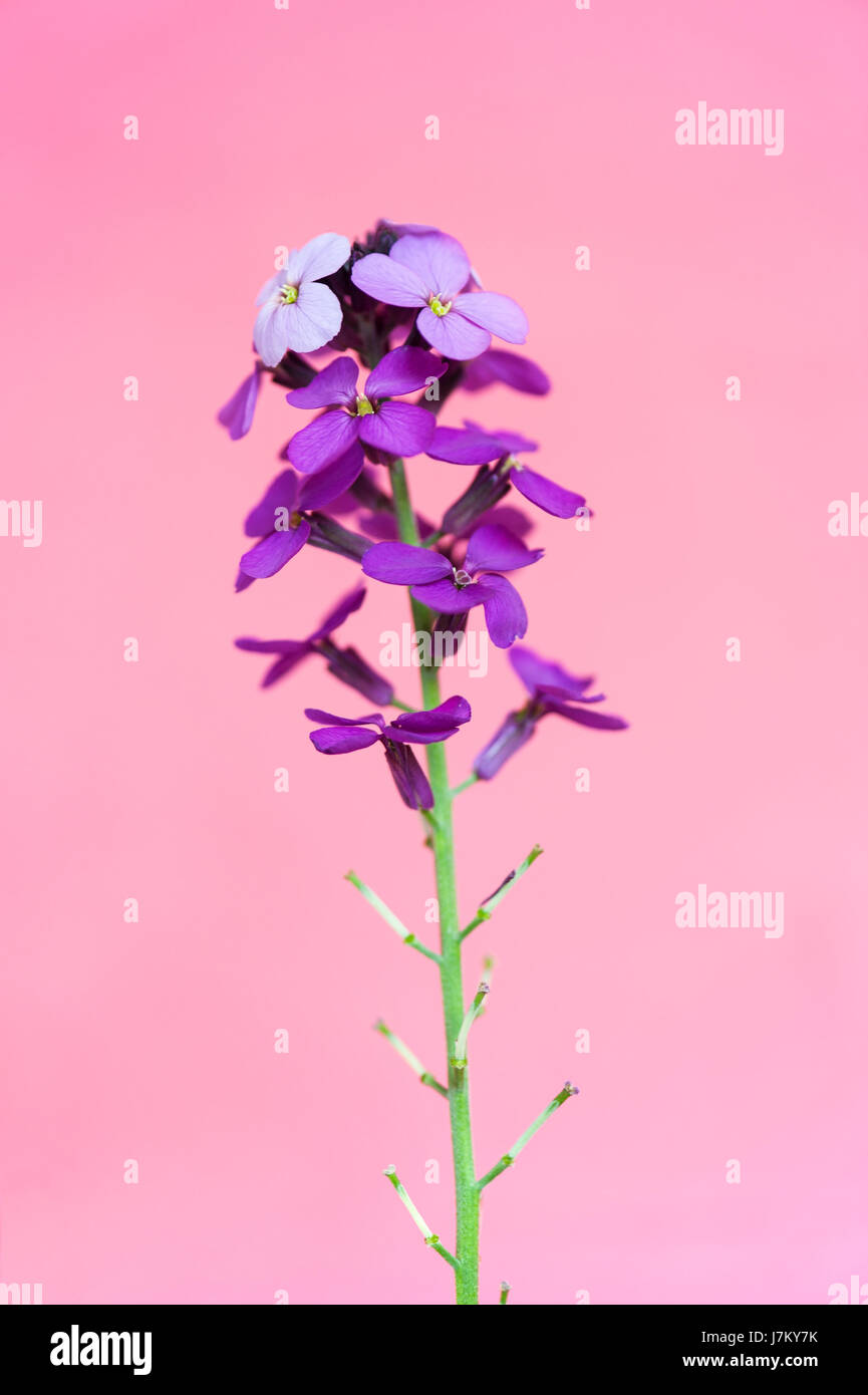 Viola violaciocca su sfondo rosa Foto Stock