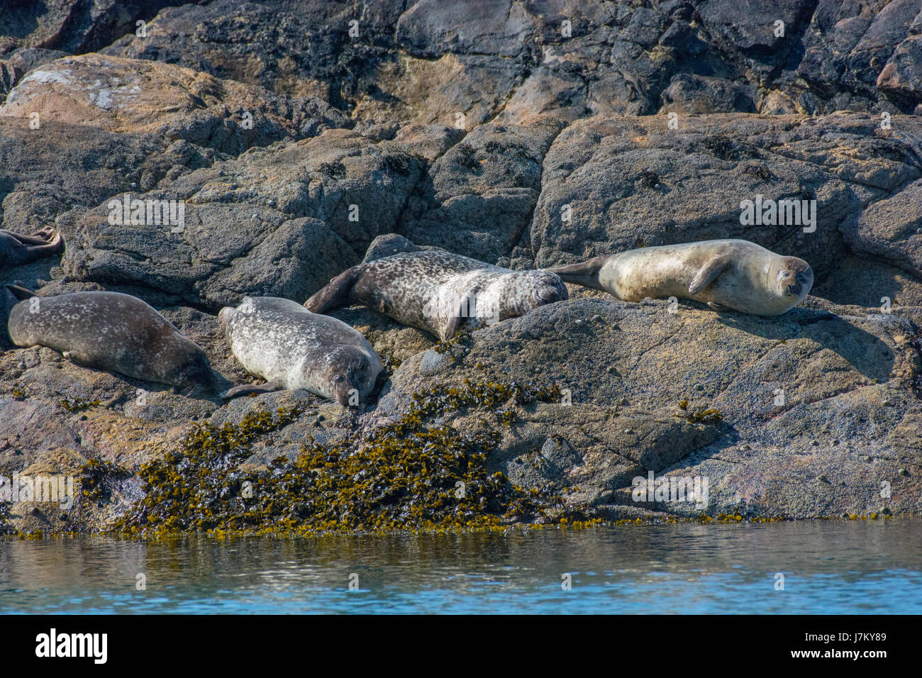 Le guarnizioni di tenuta comune off la isola di Coll Scozia Scotland Foto Stock