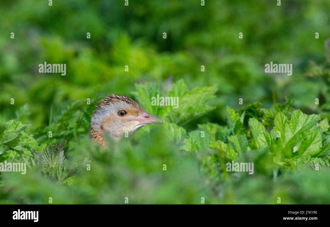 Re di quaglie ( Crex crex ) a Totranald sull'Isola di Coll Scozia Scotland Foto Stock
