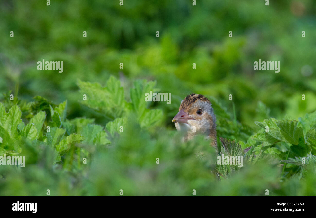 Re di quaglie ( Crex crex ) a Totranald sull'Isola di Coll Scozia Scotland Foto Stock