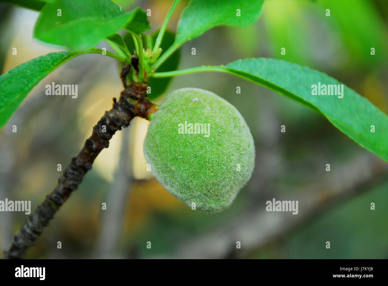 Foglie,tree,foglie,frutta,dado,mandorla,mandorle,tonsille,fogliame,impianto Foto Stock