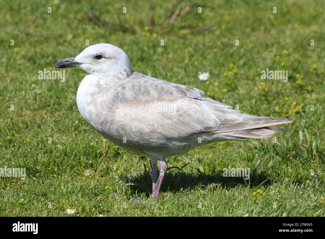 Animali costa di uccelli acqua seagull gabbiano uccello animale costa all'esterno acqua seagull Foto Stock