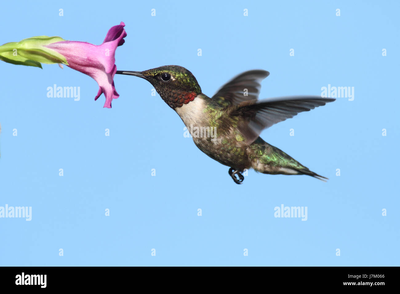 Uccelli selvatici piume wildlife hummingbird animale di natura uccelli fiore pianta della fauna Foto Stock