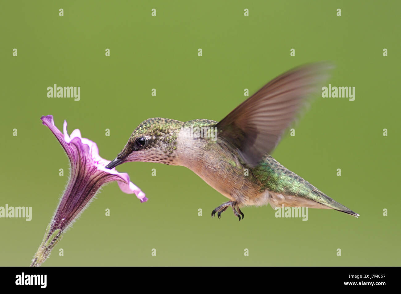 Uccelli selvatici piume wildlife hummingbird animale di natura uccelli fiore pianta della fauna Foto Stock