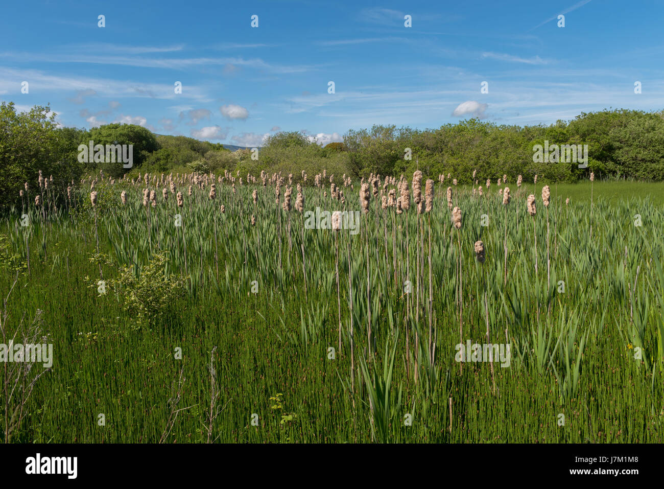 Giunco comune a Hodbarrow riserva naturale vicino a Millom in Cumbria Foto Stock