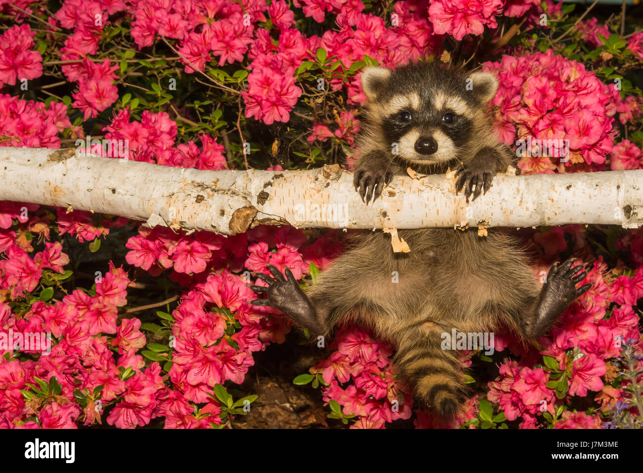 Un bambino Raccoon imparare a salire nel giardino. Foto Stock