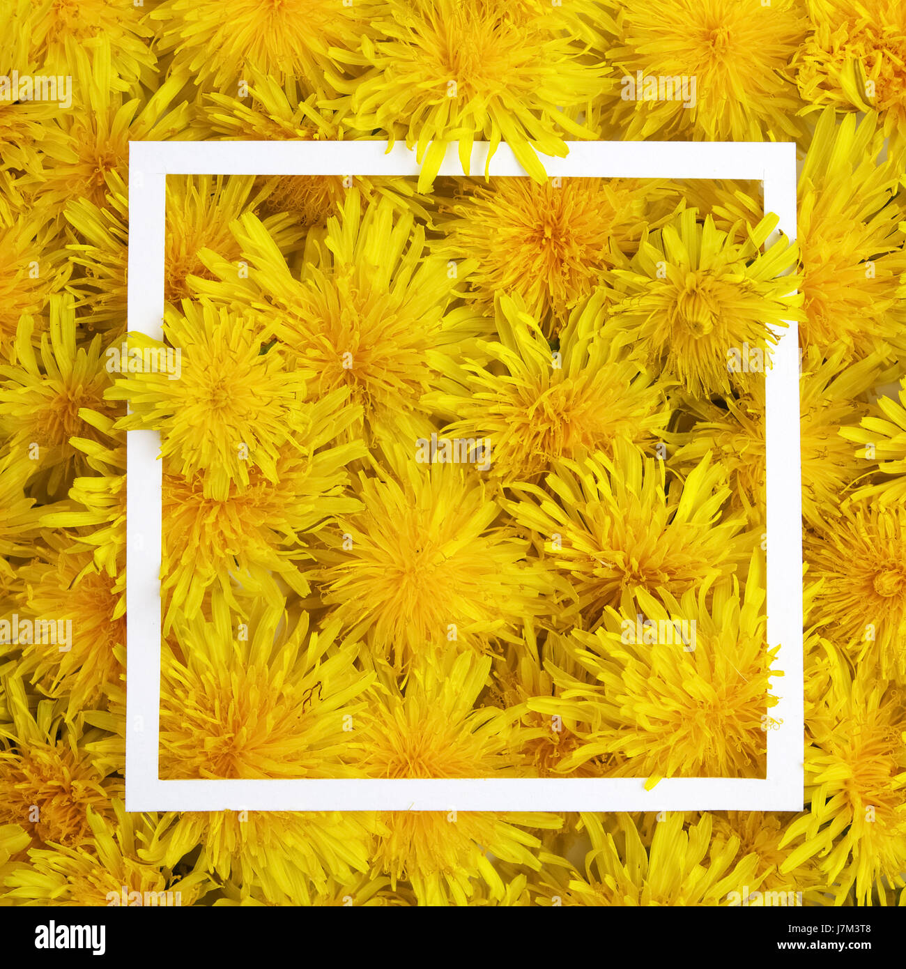 Cornice bianca su fiori gialli sfondo. Primavera, estate concetto. Piatto, laici vista superiore Foto Stock