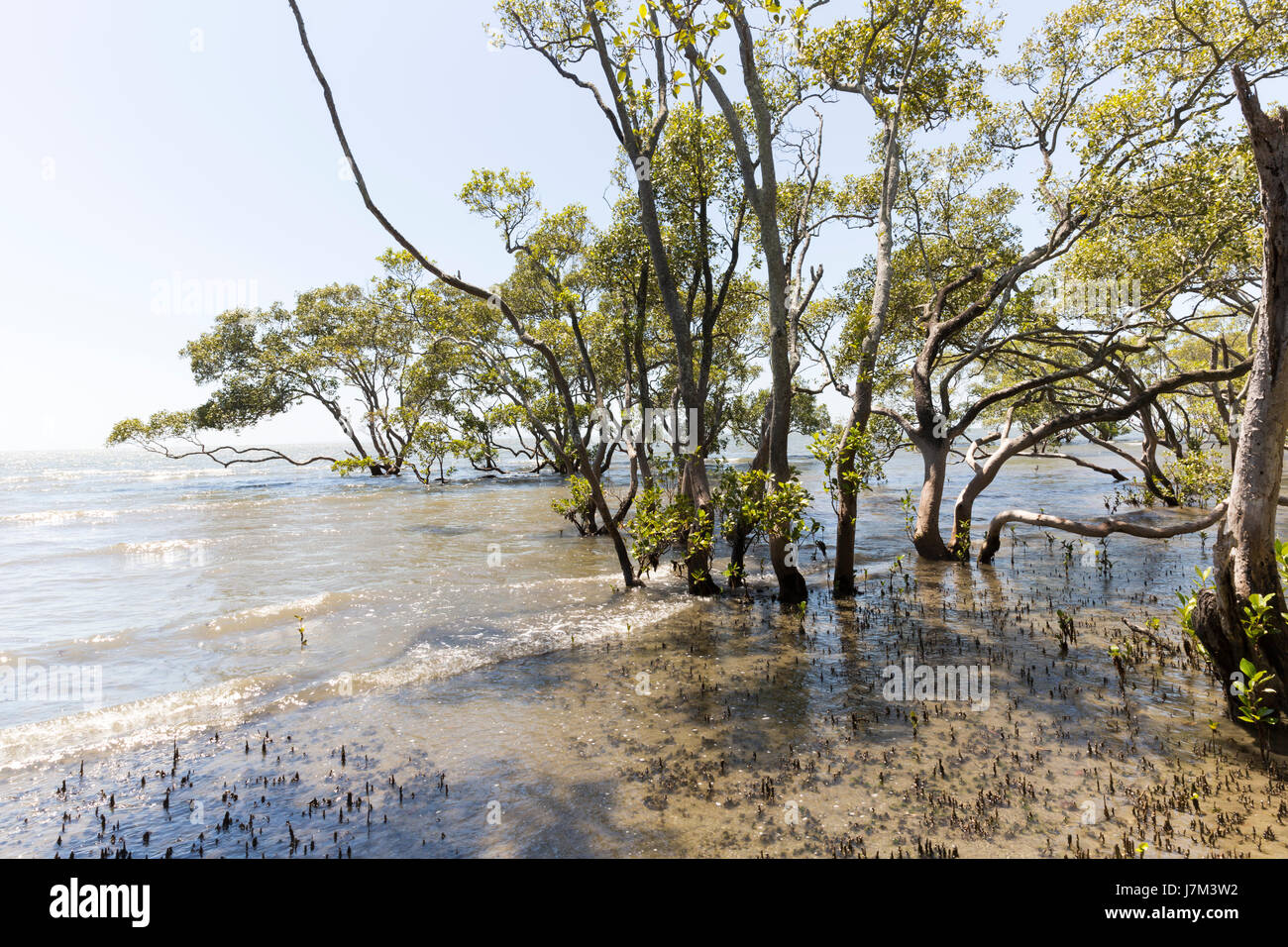 Alberi di mangrovie sulla baia. Foto Stock