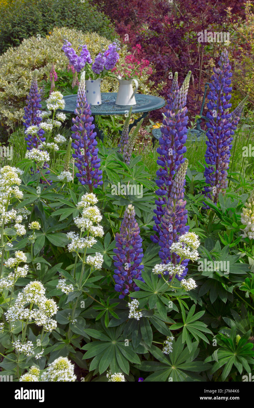 Lupini blu e bianca fioritura di valeriana in primo piano nel giardino di campagna con un abbondanza di piante e fiori. Foto Stock