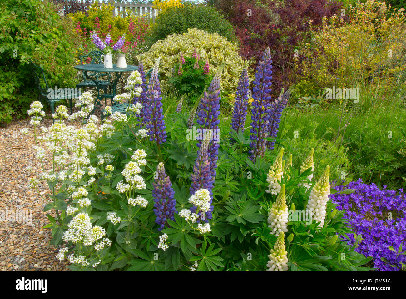 Lupini blu e bianca fioritura di valeriana in primo piano nel giardino di campagna con un abbondanza di piante e fiori. Foto Stock