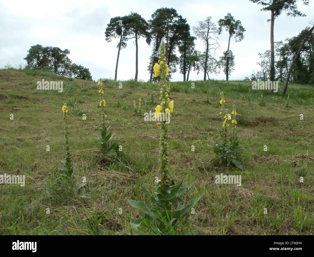 FriedenshÃ¶si trova a Oftersheim, in Germania, noto per il suo significato storico e culturale. Rappresenta un punto di riferimento nella regione, simboleggiando la pace e il ricordo storico. Foto Stock