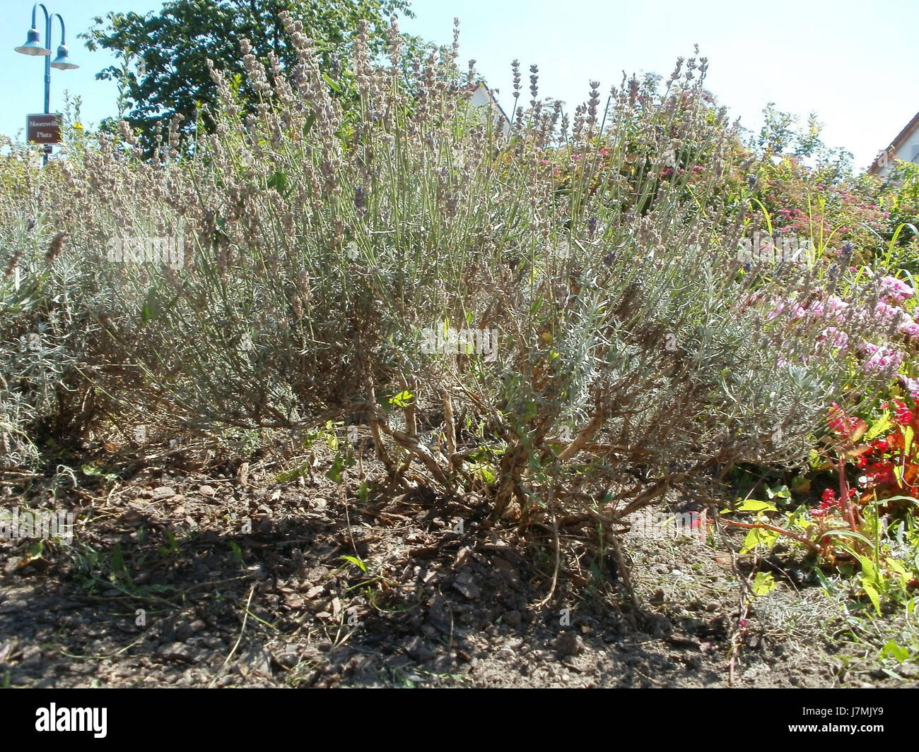 Questa voce si riferisce a Schwetzinger Str a Hockenheim, Germania, il 2 agosto 2011. È necessario un ulteriore contesto per chiarire l’importanza di questo specifico riferimento alla strada o al luogo in tale data. Foto Stock