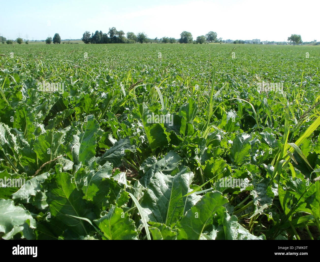 20110802Zuckerrueben Plankstadt1 Foto Stock