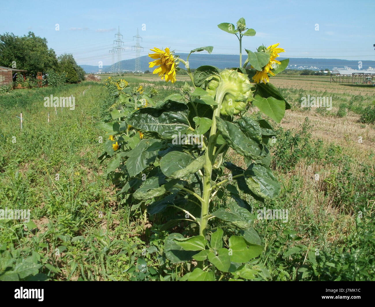 Questa voce si riferisce probabilmente a una fotografia o a un evento del 2 agosto 2011 a Plankstadt, Germania, che coinvolge girasoli ("Sonnenblumen") e paesaggi locali. Foto Stock
