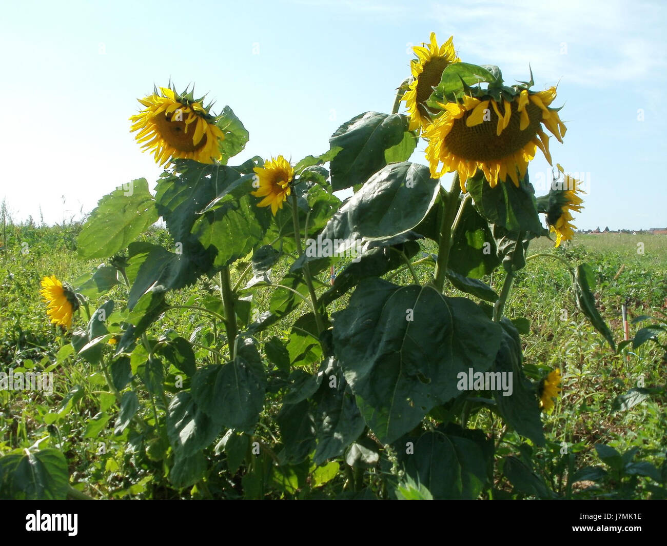 Questa fotografia scattata il 2 agosto 2011 mostra un campo di girasoli a Plankstadt, Germania. La vivace esposizione di girasoli cattura la bellezza dei paesaggi rurali tedeschi durante la stagione estiva. Foto Stock