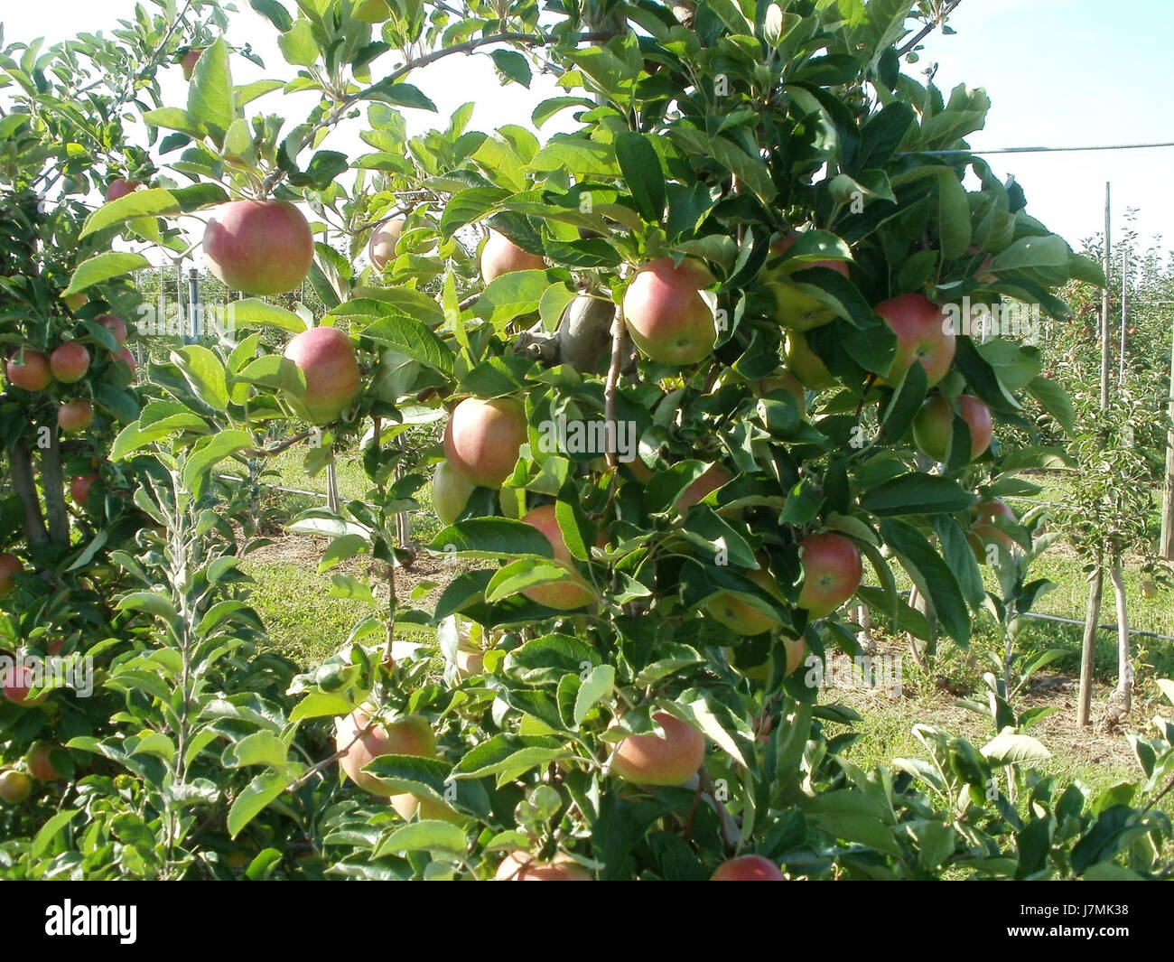 Una fotografia scattata a Heidelberg il 2 agosto 2011, che mostra mele provenienti dalla regione. L'immagine mette in evidenza la coltivazione locale della frutta, mostrando le pratiche agricole della zona. Foto Stock