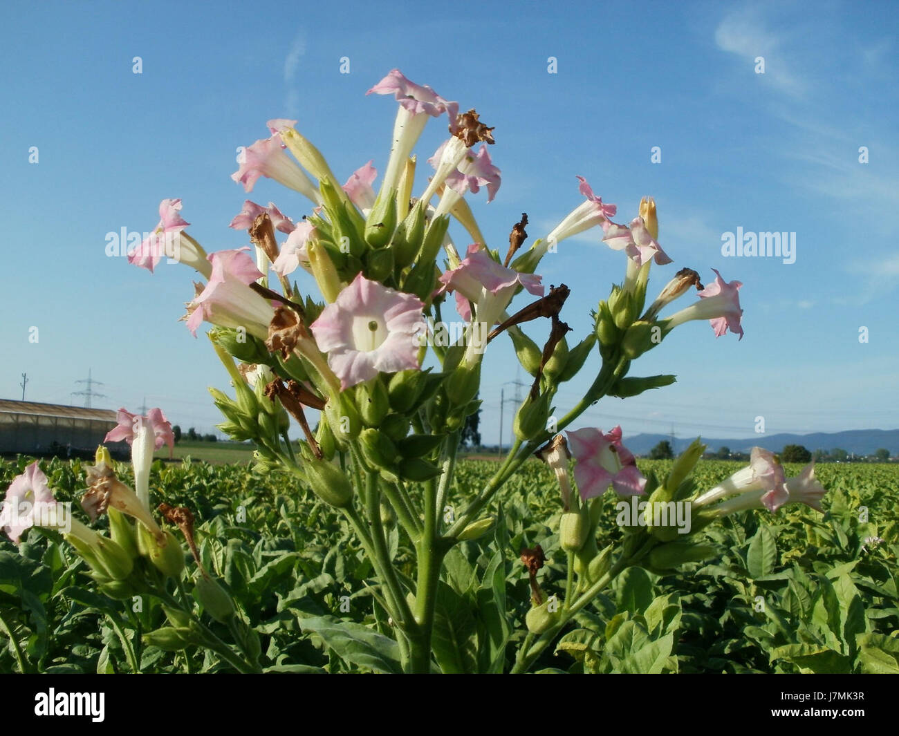 L'immagine del 2 agosto 2011 mostra il campo di Tabakfeld a Oftersheim, catturando il paesaggio agricolo. Questa zona è nota per la coltivazione del tabacco e per le pratiche agricole rurali. Foto Stock