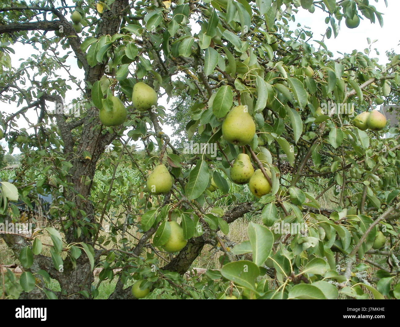 Lo Streuobstwiese, situato a Oberhausen, in Germania, è un'area dedicata alla gestione dei frutteti e alla conservazione degli alberi da frutto. Fa parte degli sforzi volti a mantenere gli spazi verdi e la biodiversità nell'ambiente urbano. Foto Stock