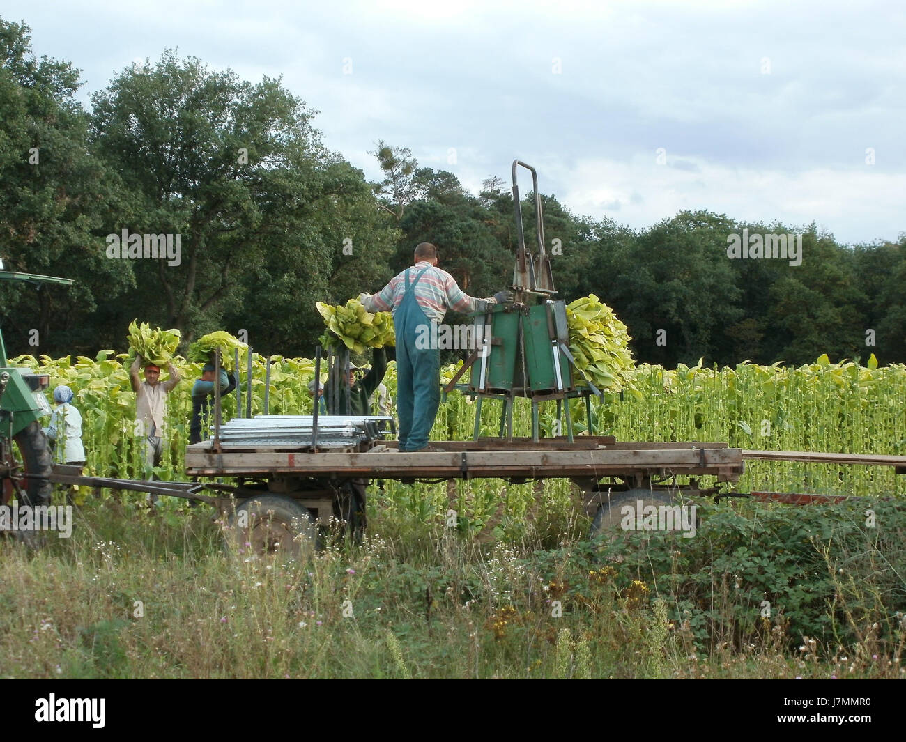 20110829Tabakfeld Ketsch10 Foto Stock