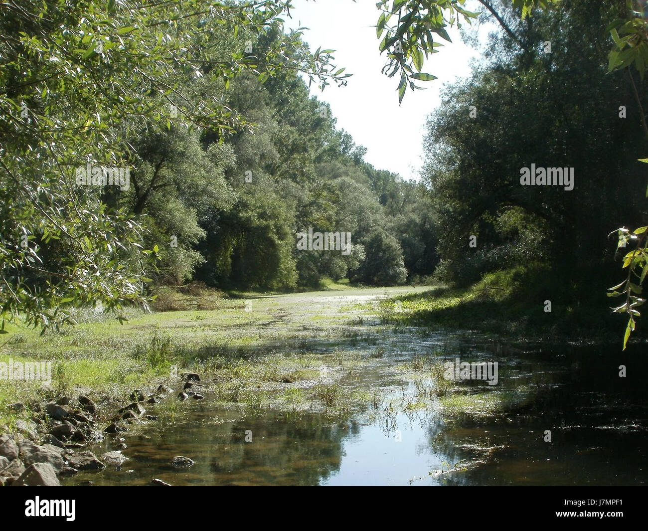 Questa immagine mostra lo Speyerer GrÃ¼n, un'area verde di Speyer, Germania. La posizione è nota per il suo significato storico e culturale nella regione. Foto Stock