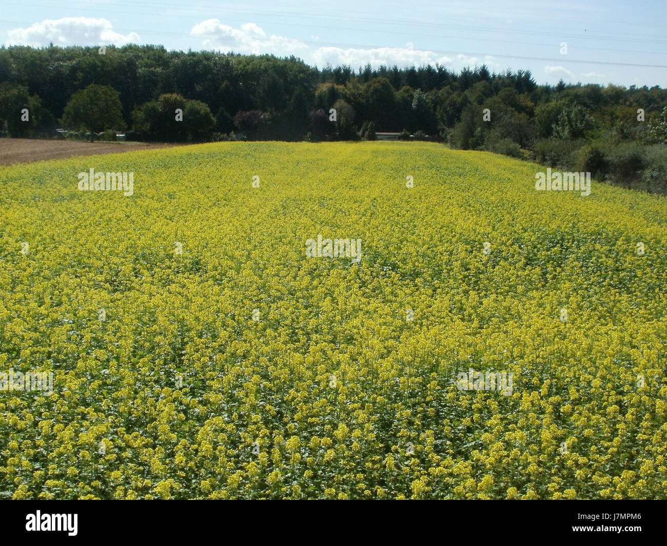 Questa immagine cattura il Rapsfeld (campo di colza) a Oftersheim, Germania, scattato il 15 settembre 2011. Il campo dei fiori di colore giallo brillante rappresenta una coltura agricola fondamentale in Europa, utilizzata per la produzione di petrolio e come mangime animale. Questa immagine mette in evidenza la coltivazione della colza nella regione, mostrando il suo ruolo nelle pratiche agricole locali e nell'agricoltura europea. Foto Stock