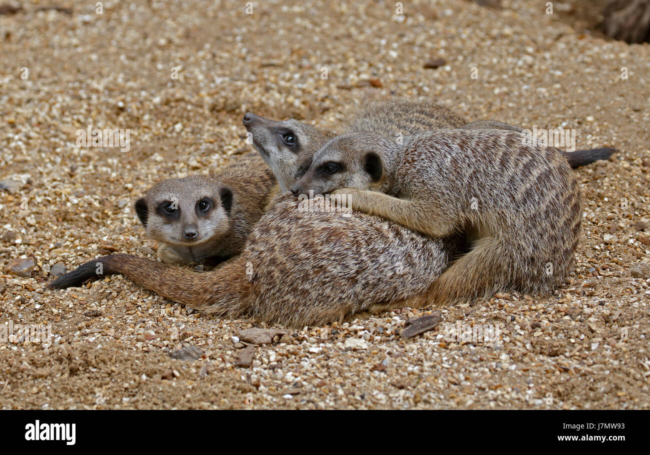 Meerkats Slender-Tailed (suricata suricatta) Foto Stock