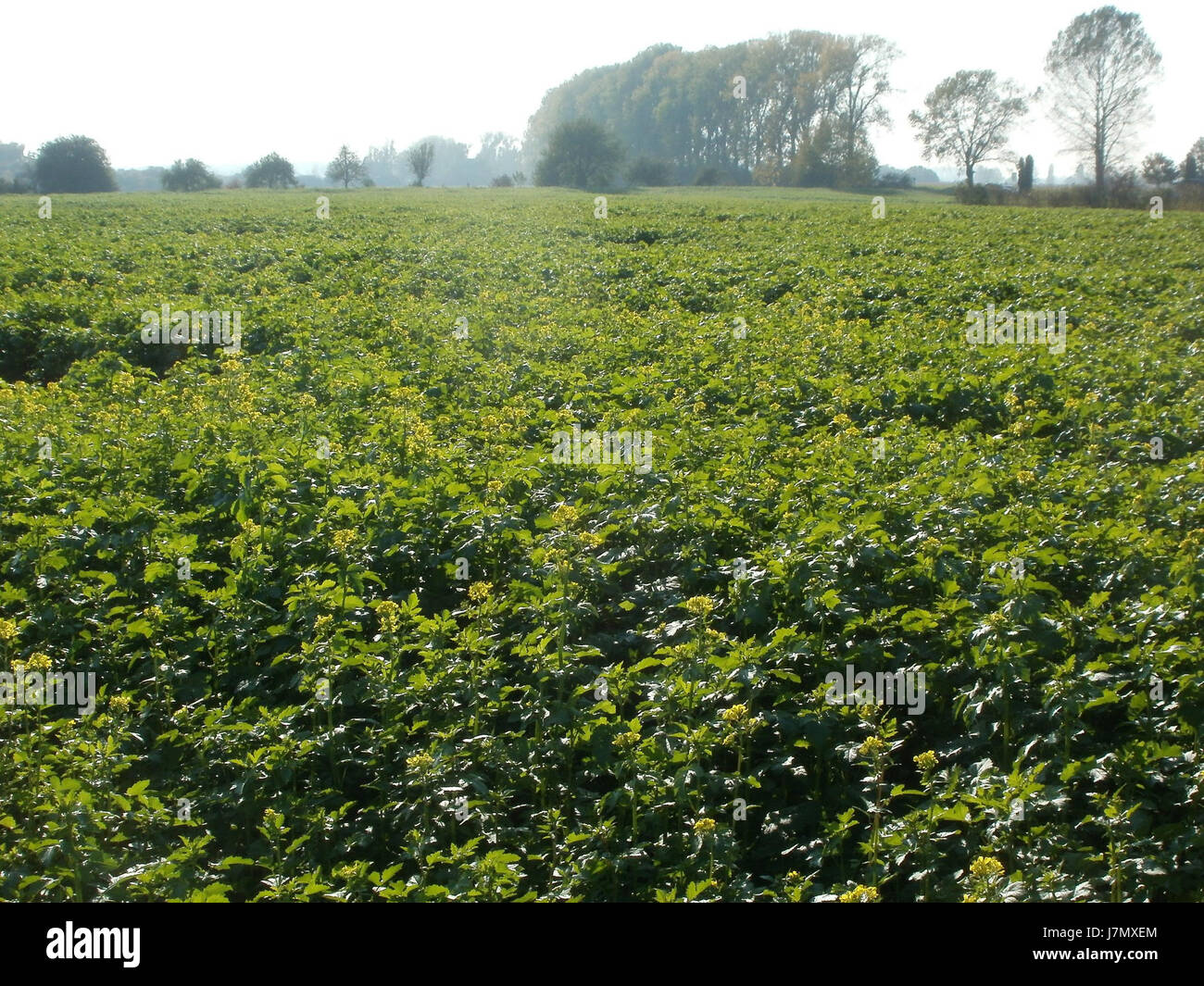Questo riferimento indica probabilmente un evento, una relazione o dati specifici del 22 ottobre 2011 relativi a Rapsfeld a Hockenheim. È necessario un contesto più ampio per comprendere appieno l'argomento. Foto Stock