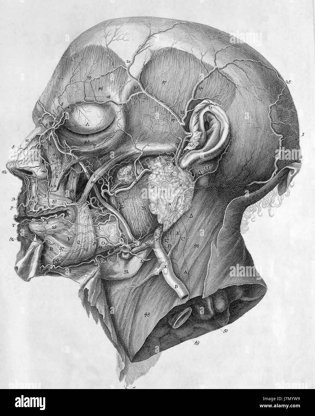 Albrecht von Haller icones anatomicae testa Foto Stock