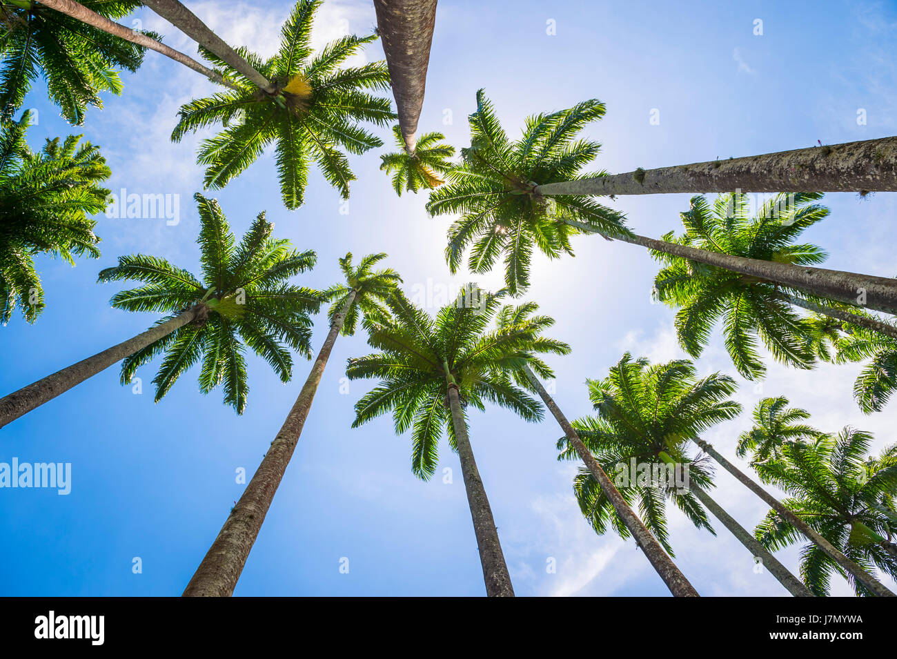 Tall royal palm trees line up contro blu luminoso cielo tropicale a Rio de Janeiro in Brasile Foto Stock