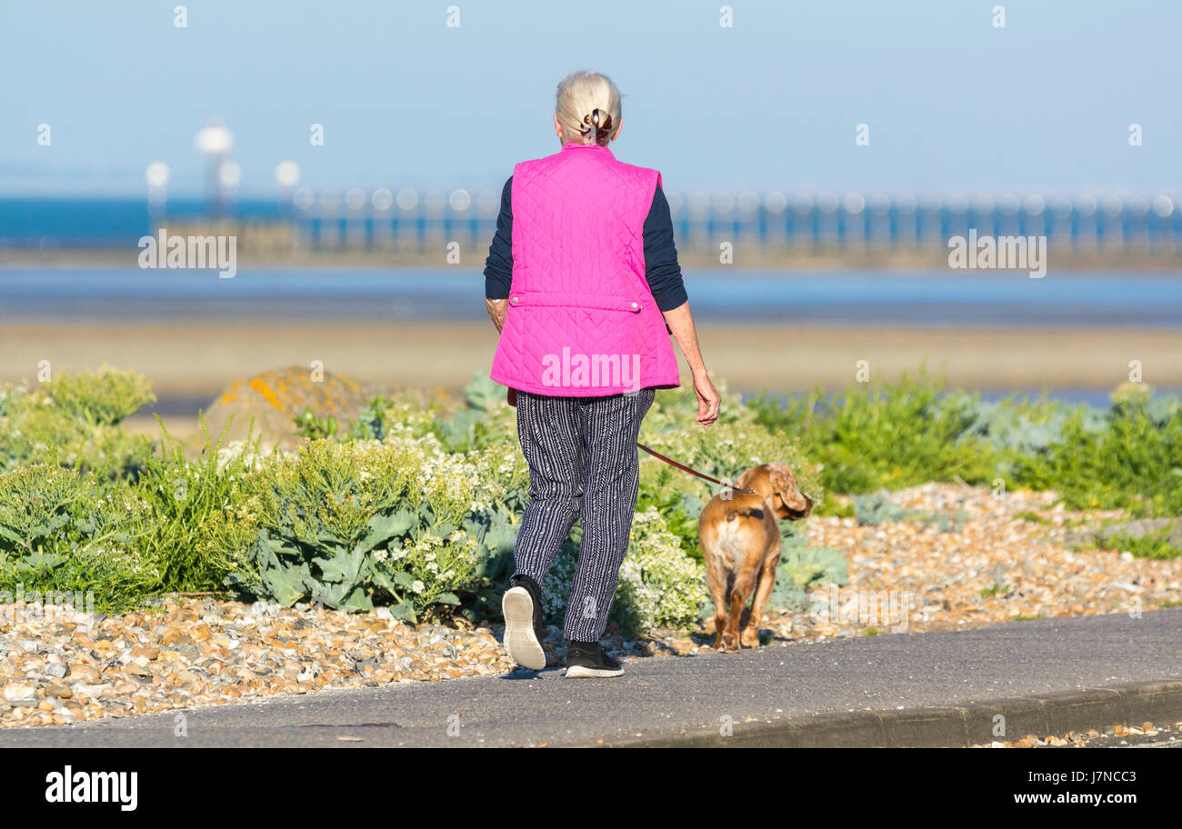Donna che cammina un cane lungo una strada di fronte al mare nel Regno Unito. Foto Stock