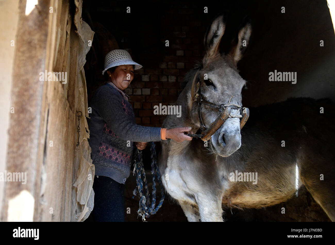 Yinchuan, la Cina del Ningxia Hui Regione autonoma. 23 Maggio, 2017. Una donna alimenta asino in un vecchio castello in Liangbu villaggio di Longde County, a nord-ovest della Cina di Ningxia Hui Regione autonoma, 23 maggio 2017. Liangbu è stato elencato come un villaggio tradizionale del paese nel 2012. Il villaggio del vecchio castello, che misura 170 metri di lunghezza e 70 metri di larghezza, ha una storia di circa 400 anni. Credito: Wang Peng/Xinhua/Alamy Live News Foto Stock