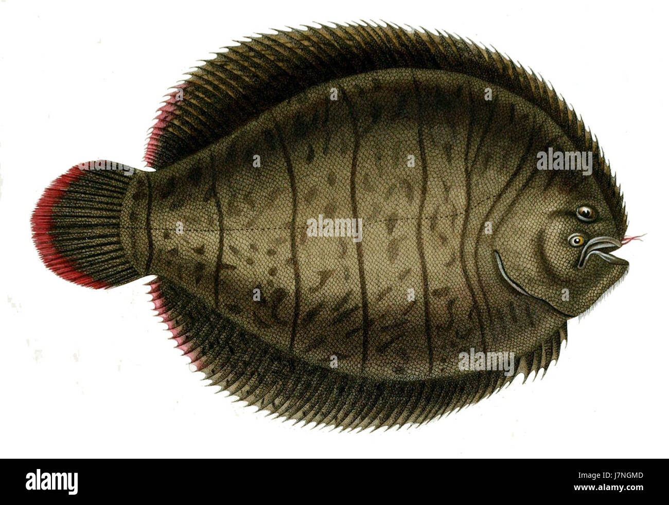 Achirus lineatus, comunemente noto come passera liscia, è una specie di pesci piatti che si trova nelle acque dell'Atlantico occidentale. È notevole per la sua forma e il comportamento unici del corpo, in particolare nel suo stile di vita bentonico. Foto Stock