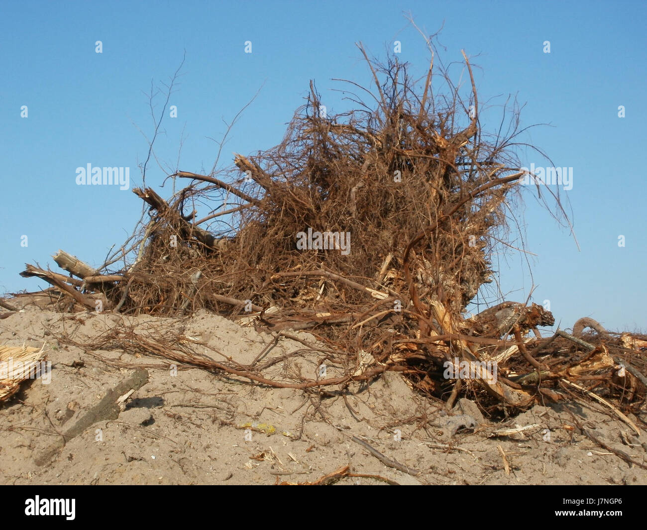 Questo riferimento sembra descrivere un evento specifico ambientale o forestale denominato "Radikahlschlag05" del 14 marzo 2012. È probabile che si riferisca a un’attività di bonifica o deforestazione forestale, con implicazioni significative per gli ecosistemi locali e la gestione ambientale. Foto Stock