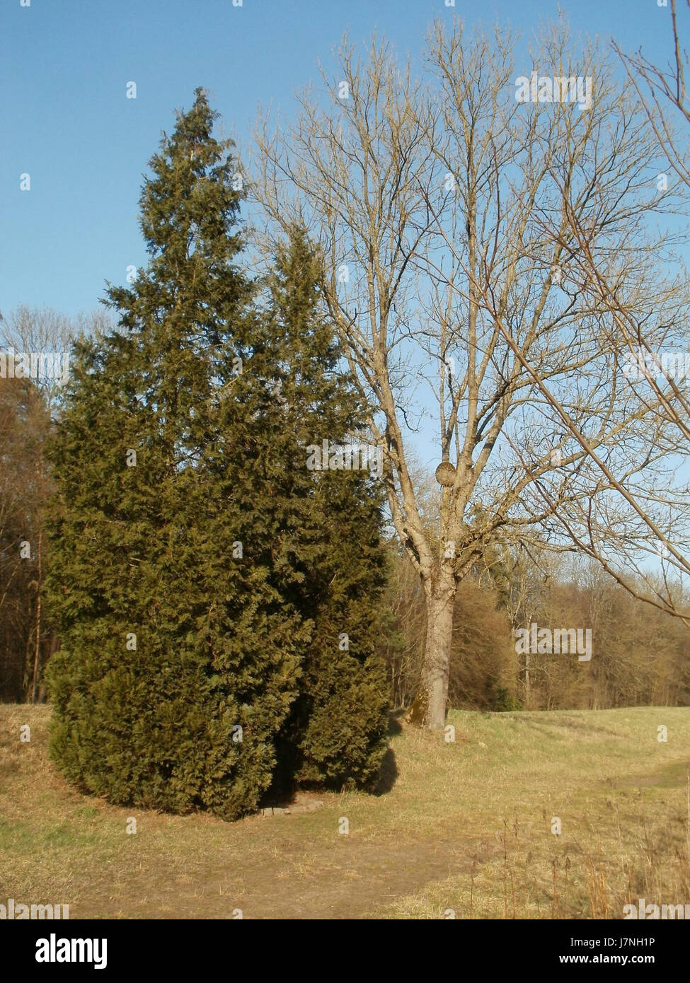 20120316Jim Clark2 Foto Stock