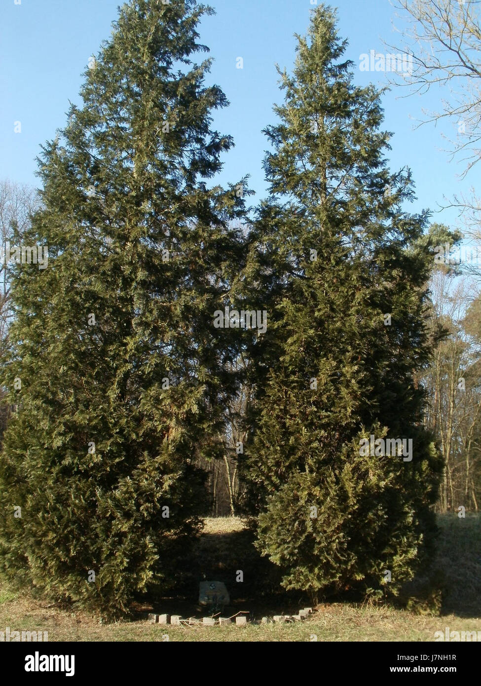 Jim Clark, un leggendario pilota scozzese di Formula 1, era noto per la sua abilità e il suo successo nello sport negli anni '1960 Ha vinto due campionati del mondo di Formula 1 prima della sua tragica morte nel 1968. Clark è ricordato come uno dei più grandi piloti della storia degli sport motoristici. Foto Stock