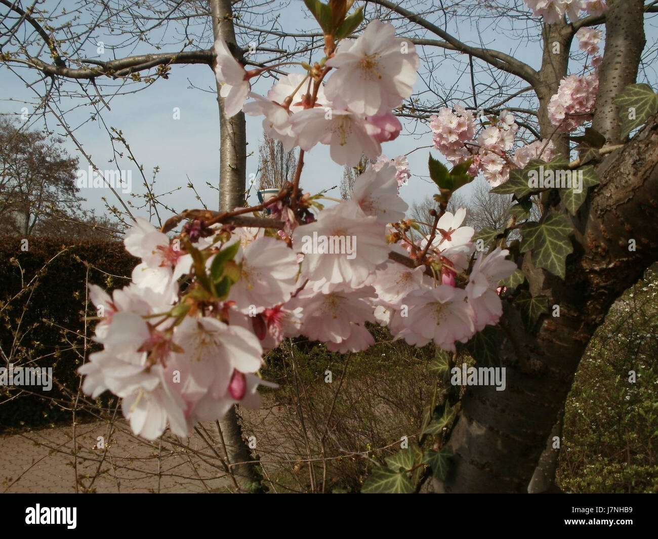 Questa immagine rappresenta una scena primaverile (FrÃ¼hling) a Hockenheim, una città in Germania, durante il 27 marzo 2012. Conosciuta per la sua cultura automobilistica, Hockenheim ospita il famoso circuito automobilistico di Hockenheimring. Foto Stock