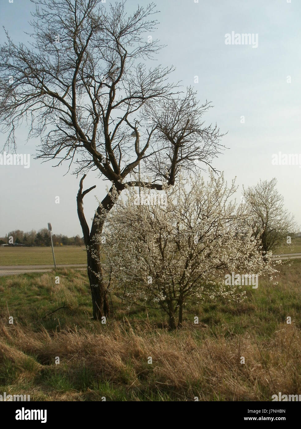 20120327Fruehling Hockenheim8 Foto Stock