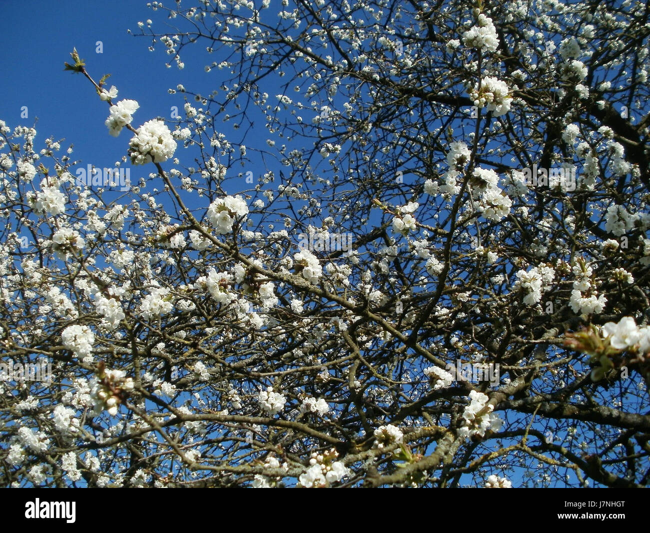 Questa immagine probabilmente raffigura un frutteto tradizionale ad Altlussheim, in Germania, caratterizzato da una varietà diversificata di alberi da frutto, noti per la sua importanza ecologica e la sua biodiversità. Foto Stock