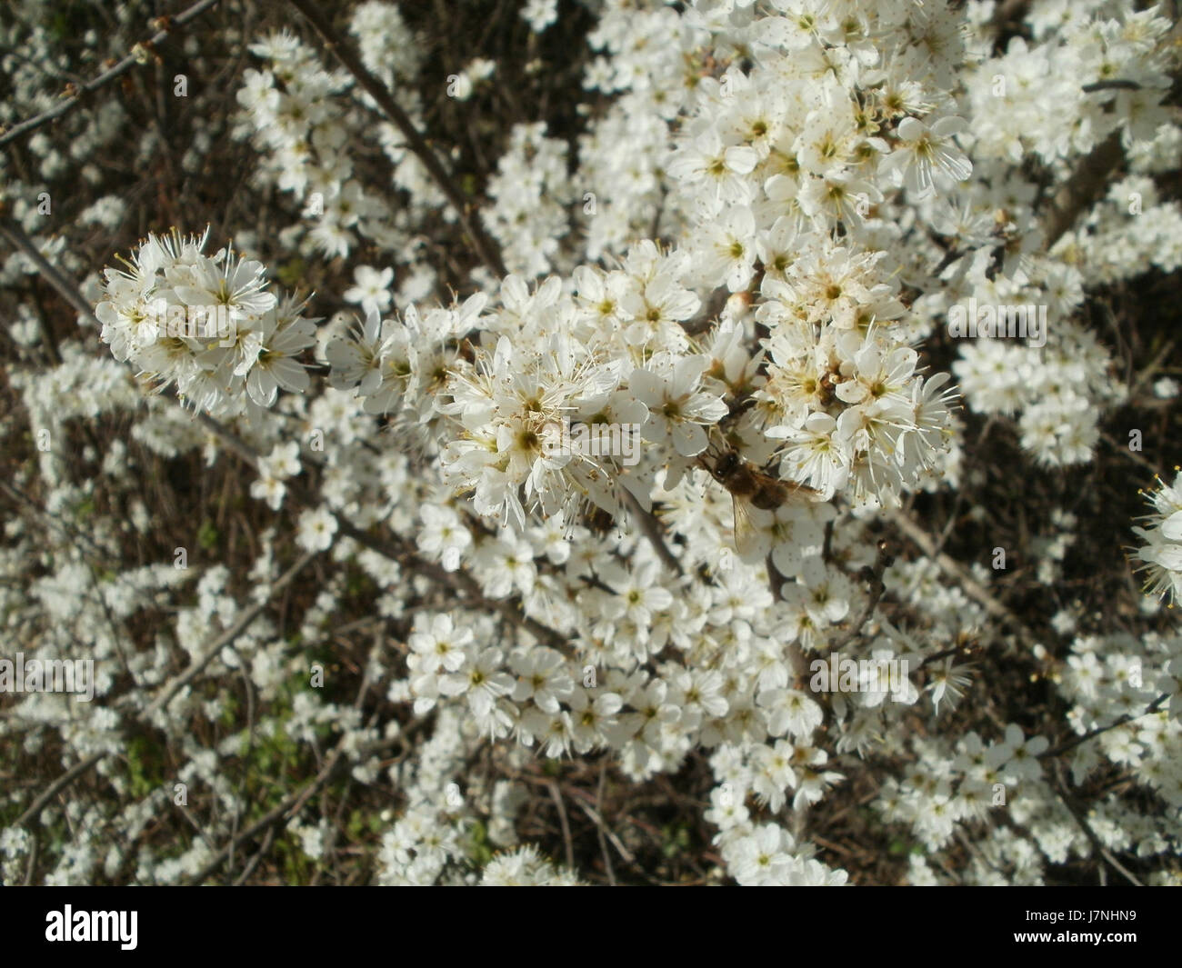 20120402Rhein Hockenheim2 Foto Stock