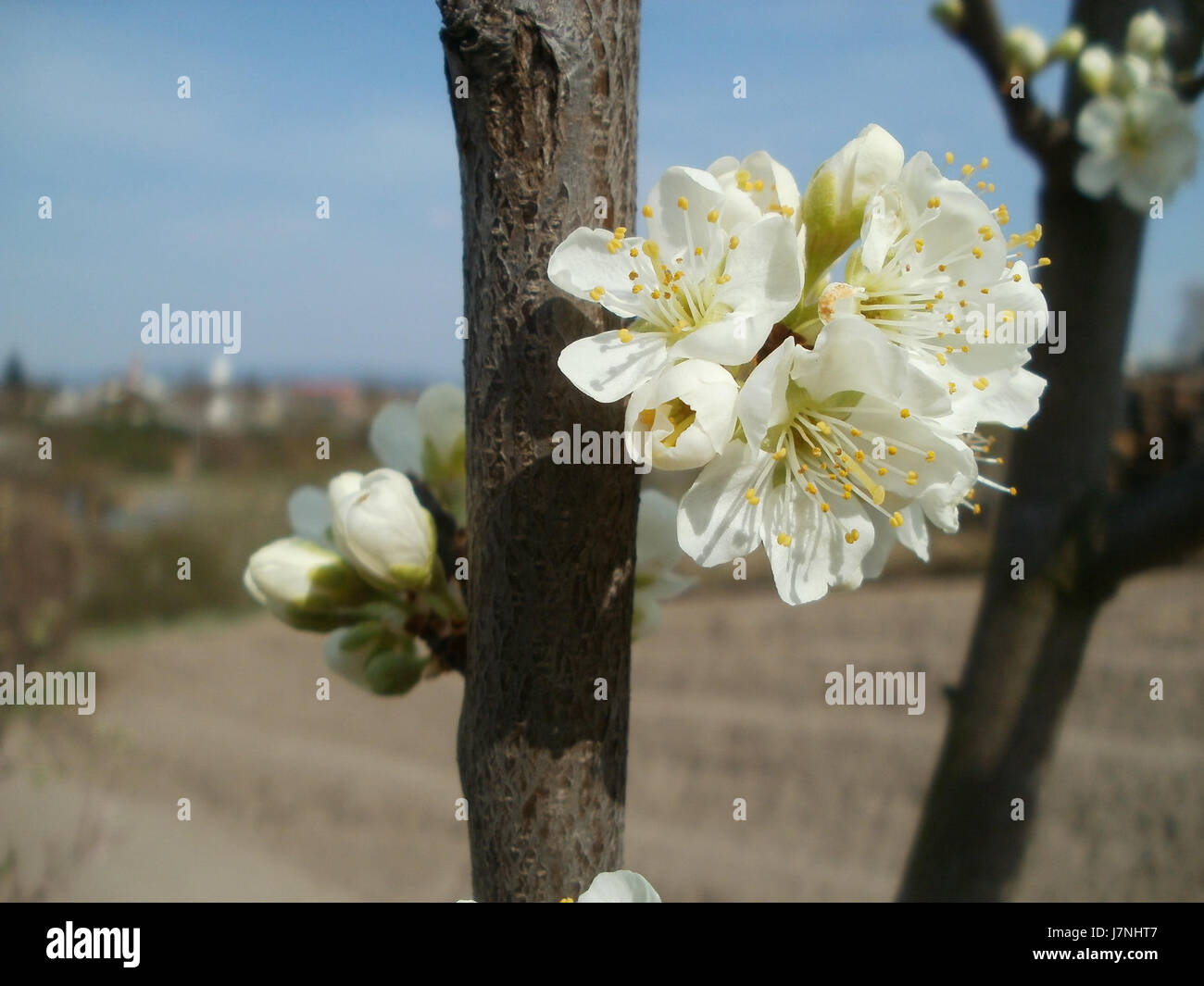 L'immagine o la descrizione "20120403 Streuobstwiese Oftersheim" si riferisce probabilmente a un frutteto (Streuobstwiese) a Oftersheim, Germania, datato 3 aprile 2012. Potrebbe cogliere la pratica agricola della coltivazione degli alberi da frutto, che è importante nelle zone rurali tedesche. Frutteti come questo contribuiscono alla biodiversità locale e alla sostenibilità ambientale. Foto Stock