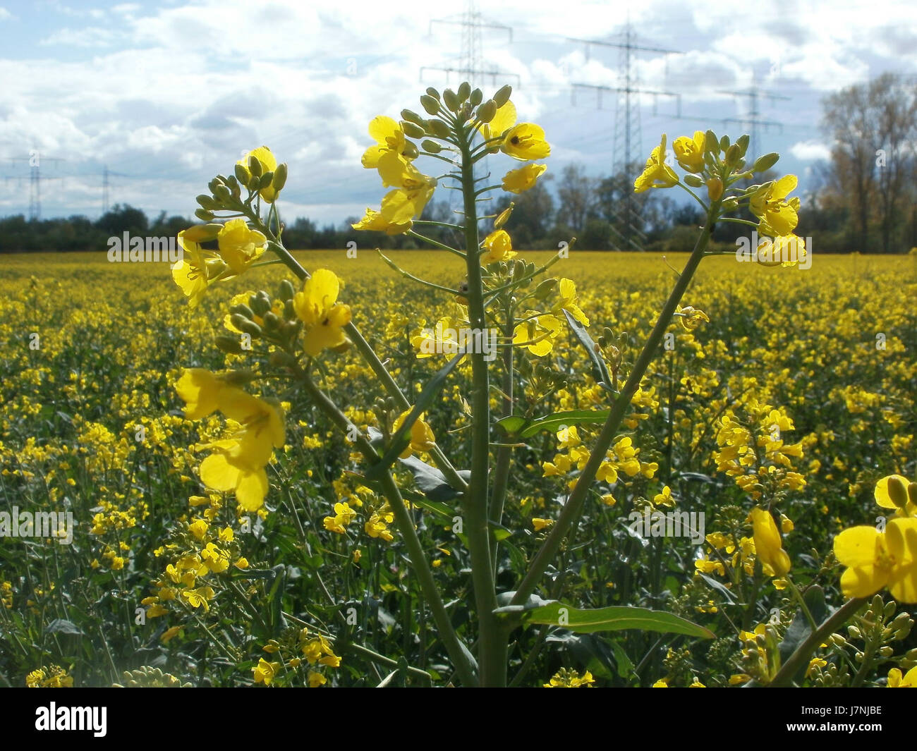 Una fotografia del 22 aprile 2012, che cattura il Rapsfeld (campo di colza) ad Altlussheim, in Germania, durante la stagione della fioritura. Foto Stock