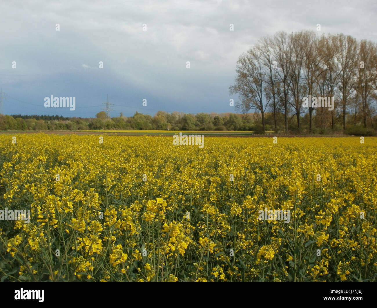 Una fotografia scattata il 22 aprile 2012 a Rapsfeld Altlussheim, che mostra il paesaggio e le caratteristiche di questa zona in Germania. L'immagine offre uno sguardo sulla bellezza naturale e sul terreno della regione. Foto Stock