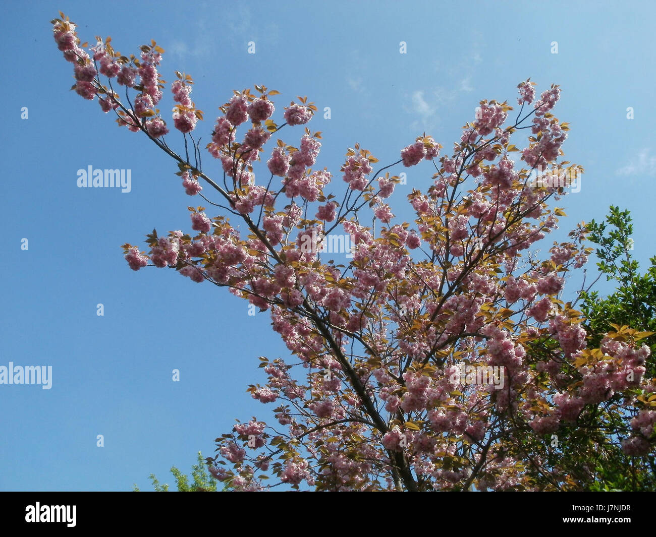 L'immagine mostra il KirschblÃ¼te (fiore di ciliegio) a SaarbrÃ¼cken, Germania, scattato il 27 aprile 2012. I ciliegi in fiore in questa regione sono una vista popolare in primavera, segnando l'arrivo del clima più caldo. Foto Stock