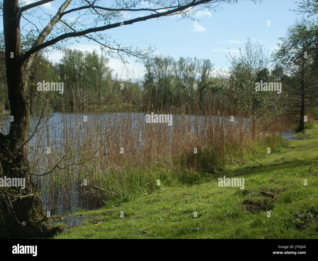 Questa immagine mostra Burbacher Waldweiher, un pittoresco lago forestale situato in Germania. Riflette il tranquillo ambiente naturale della zona, circondato da fitti boschi, ideale per gli amanti della natura e delle attività all'aperto. Foto Stock