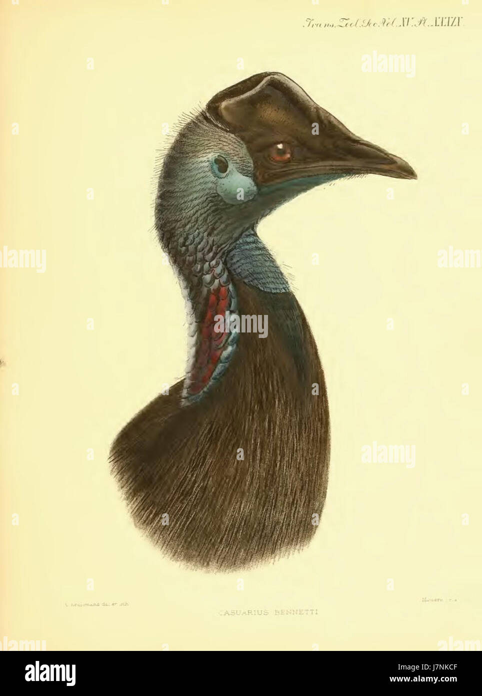 Casuarius bennetti, o Cassowary di Bennett, è un grande uccello senza volo nativo dell'Australia settentrionale e della nuova Guinea. Conosciuto per la sua impressionante cascata e le sue potenti gambe, è uno degli uccelli più pesanti del mondo. Foto Stock