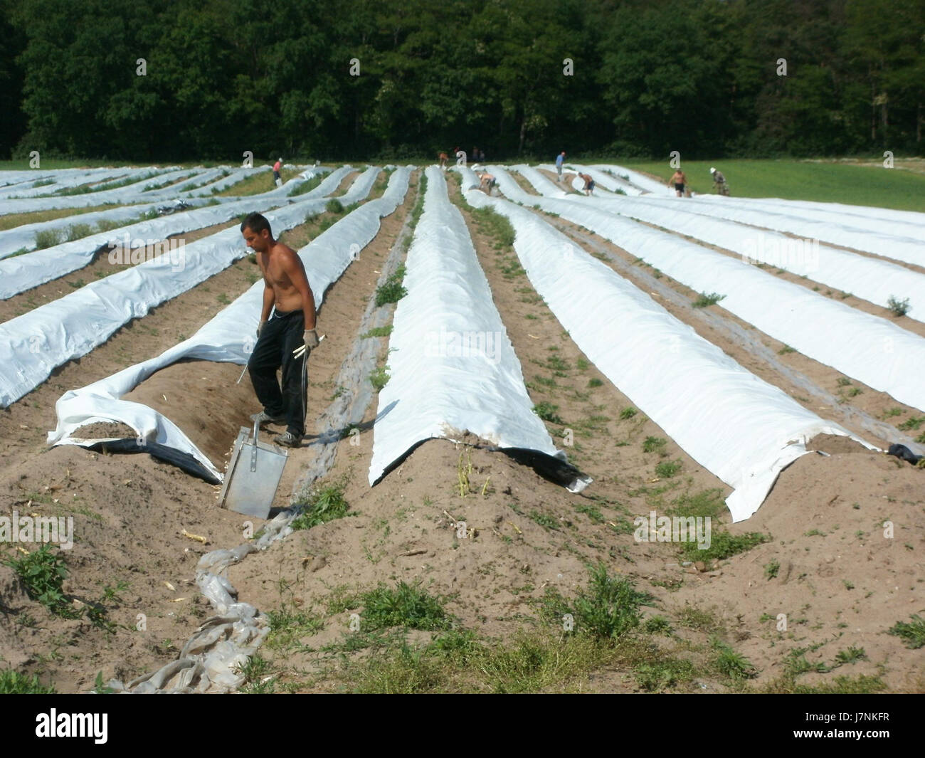 Questo titolo si riferisce probabilmente a un evento o prodotto relativo agli asparagi (Spargel) a Hockenheim, una città in Germania, il 22 maggio 2012. Potrebbe descrivere un evento agricolo o locale incentrato sulla coltivazione o la celebrazione degli asparagi. Foto Stock