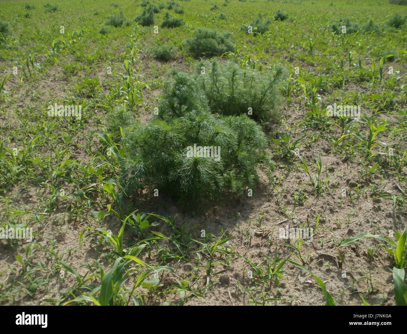 L'evento di Hockenheim del 22 maggio 2012 è stato un importante raduno di sport motoristici, che riflette l'emozione e lo spirito competitivo del mondo delle corse. Foto Stock