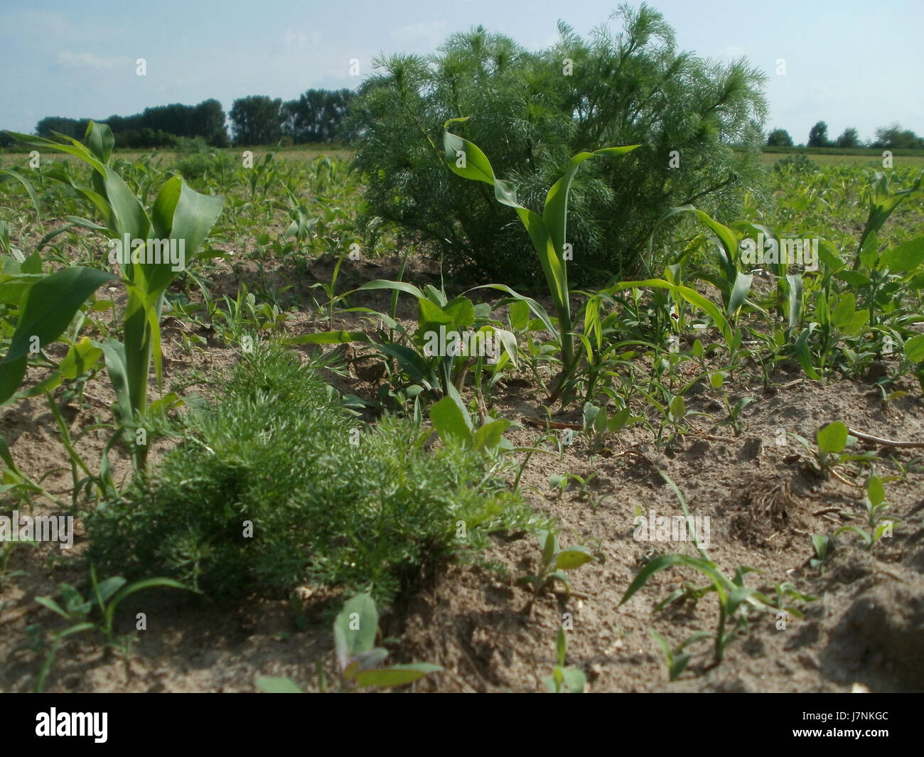 Questa immagine probabilmente raffigura una scena legata all'evento di Mais Hockenheim il 22 maggio 2012. Può mostrare il contesto dell'evento o l'area intorno a Hockenheim, fornendo informazioni sull'ambiente o l'occasione locale. Foto Stock